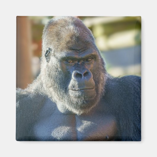 Auffallende Silverback Magnet (Vorne)