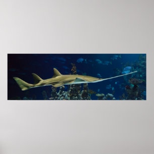 Auffallender Sawfish Poster