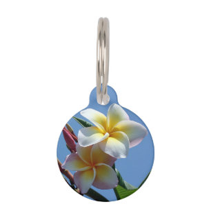 Auffällige Plumeriafrangipani-Blüte Tiermarke
