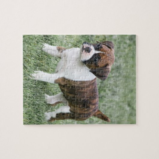 Auffälliger Brindle Boxer-Welpe - Puzzle (Horizontal)