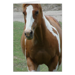 Auffälliges Farben-Pferd