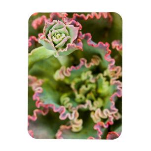 Aufgehende Knospe einer Echeveria-Pflanze Magnet