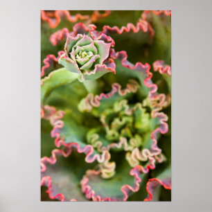 Aufgehende Knospe einer Echeveria-Pflanze Poster