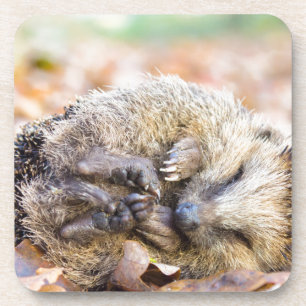 Aufgerollter Igel, der auf Blätter in der Untersetzer