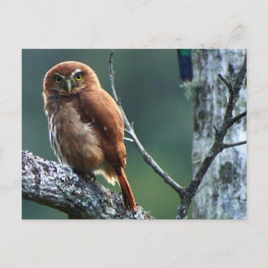 aufkeimen postkarte (Vorderseite)