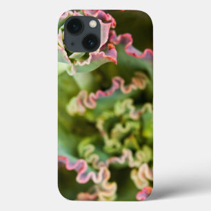 Aufkeimende Knospe einer Echeveria-Pflanze Case-Mate iPhone Hülle