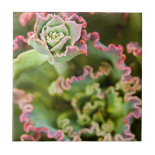 Aufkeimende Knospe einer Echeveria-Pflanze Fliese