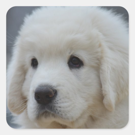 Aufkleber Adorable polnische Tatra Sheepdog Welpe (Vorderseite)