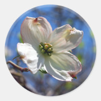 Aufkleber aus weißem Dogwood Blume