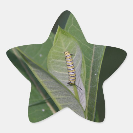 Aufkleber der Raupe (Vorderseite)