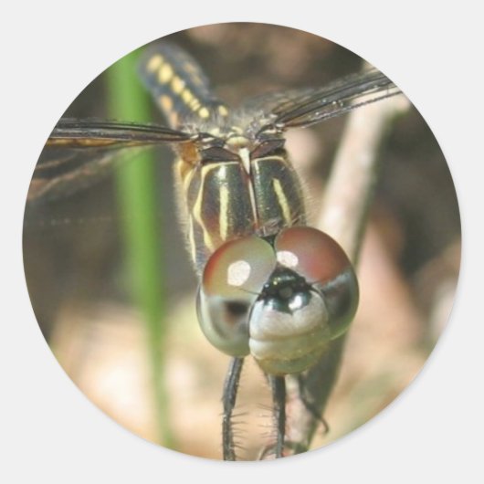 Aufkleber "Dragonfly Smile" (Vorderseite)