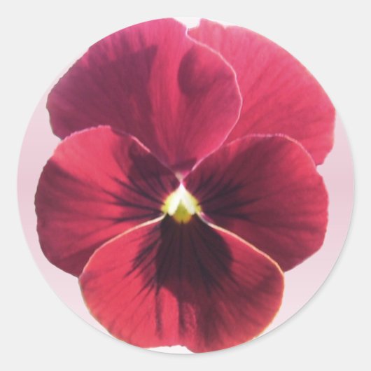 Aufkleber - dunkelrote Pansy (Vorderseite)