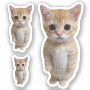 Aufkleber El Gato Cat Meme 3 Pack