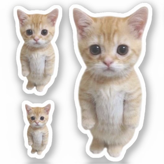 Aufkleber El Gato Cat Meme 3 Pack (Vorderseite)
