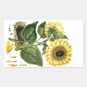 Aufkleber Erbstück Sonnenblume Botanisch Blumig Bl