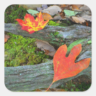Aufkleber für atemberaubende Herbstlaub