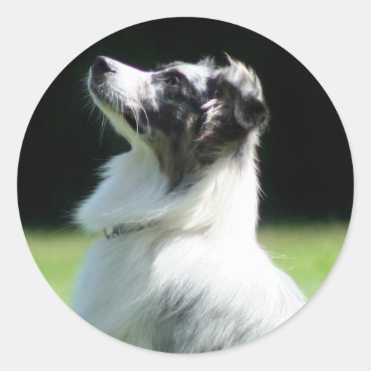 Aufkleber für australische Schafe (Vorderseite)