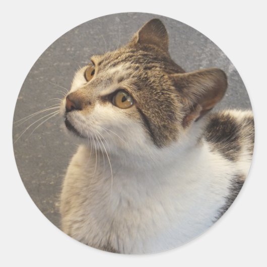 Aufkleber für benutzerdefinierte Katzen (Vorderseite)