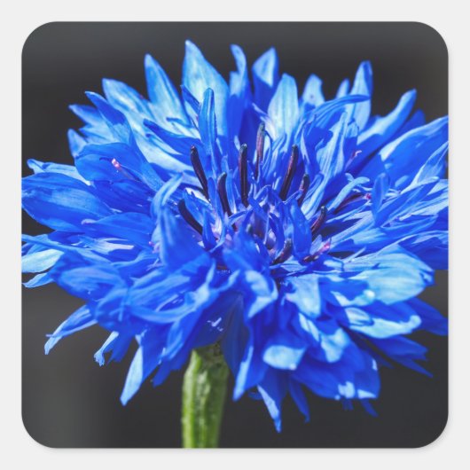 Aufkleber für blaue Kornblumen (Vorderseite)