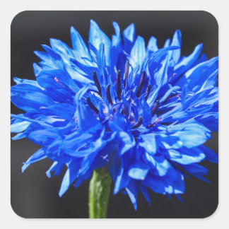 Aufkleber für blaue Kornblumen
