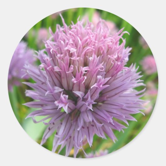 Aufkleber für blühende Chives (Vorderseite)