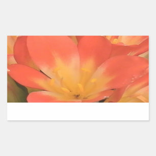 Aufkleber für Clivias-Pflanze