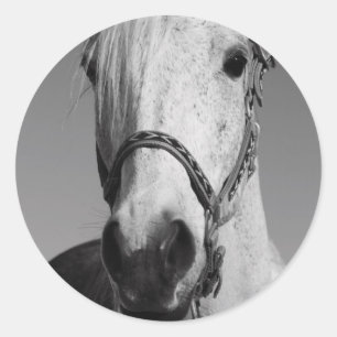 Aufkleber für das Weiße Pferd