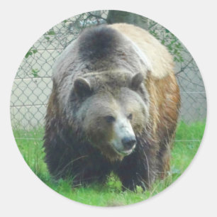 Aufkleber für den Grizzlybär #1