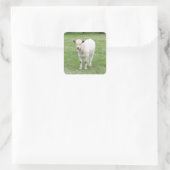 Aufkleber für den weißen Kalbquadrat (Tasche)