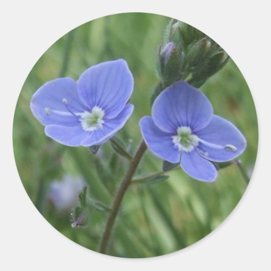 Aufkleber für die blaue Blume (Vorderseite)
