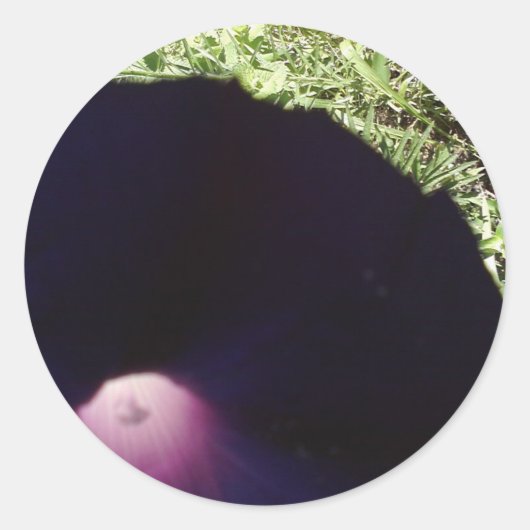 Aufkleber für die Blume des lila Morgens (Vorderseite)