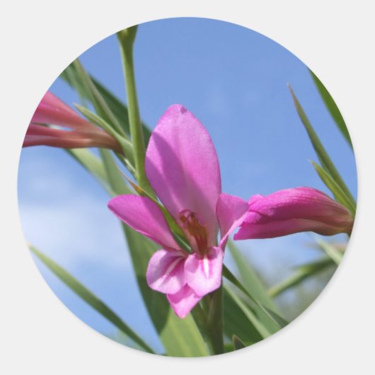 Aufkleber für die Blume Spring Pink (Vorderseite)