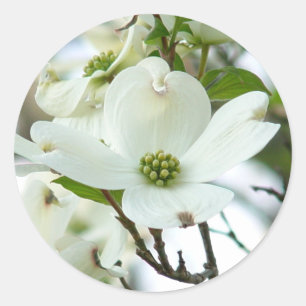 Aufkleber für die Blume von Dogwood Tree