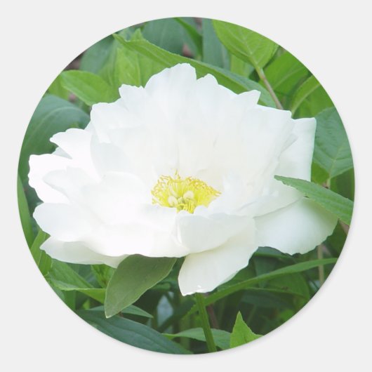 Aufkleber für die Blume White Peony (Vorderseite)