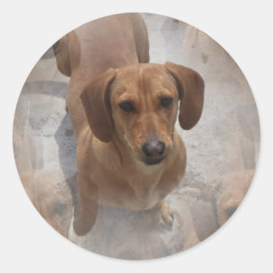 Aufkleber für die Dackel