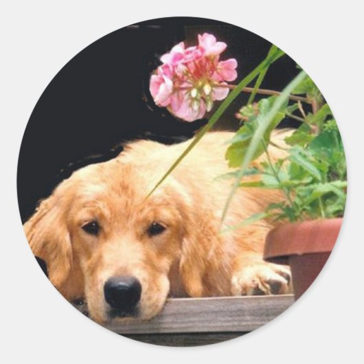 Aufkleber für die Goldene Retriever-Blume (Vorderseite)