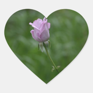 Aufkleber für die Lavendel-Rose