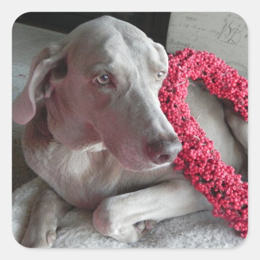 Aufkleber für die Liebe des Regens - Weimaraner-Hu (Vorderseite)