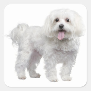 Aufkleber für die Liebe des Welpen-Hundes/Etikett