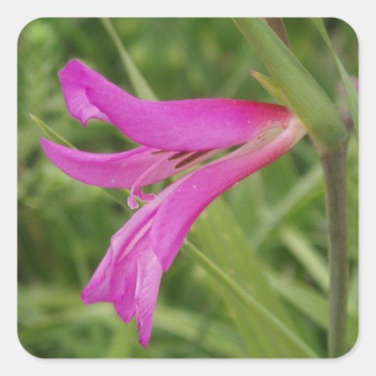 Aufkleber für die rosa Blume (Vorderseite)