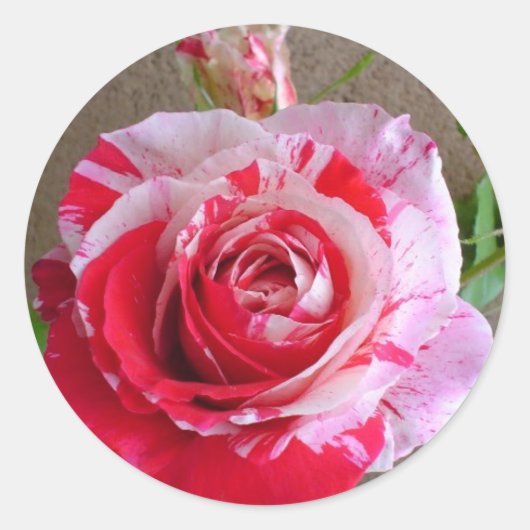 Aufkleber für die Rose (Vorderseite)