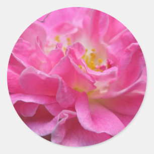 Aufkleber für die Rose