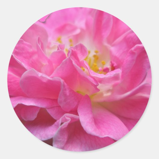 Aufkleber für die Rose (Vorderseite)