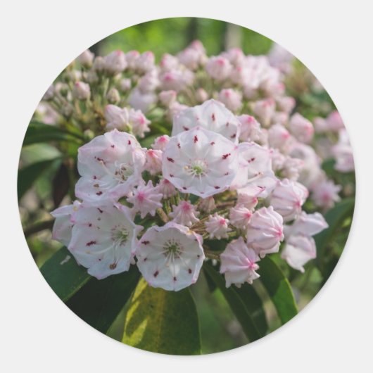 Aufkleber für die Wildblume Mountain Laurel (Vorderseite)