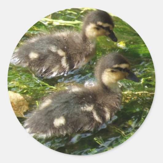 Aufkleber für Ducklings (Vorderseite)