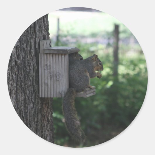 Aufkleber für Eichhörnchen (Vorderseite)