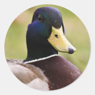 Aufkleber für Gelbe und Blaue Ente