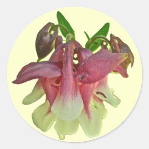 Aufkleber für gezüchtete Columbine