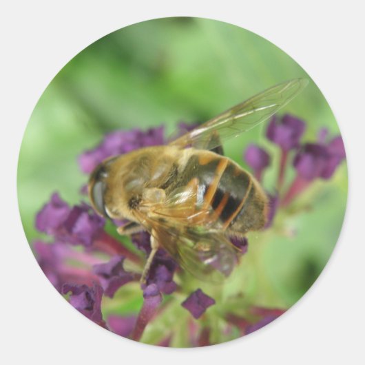 Aufkleber für Honigbienen und violette Blumen (Vorderseite)