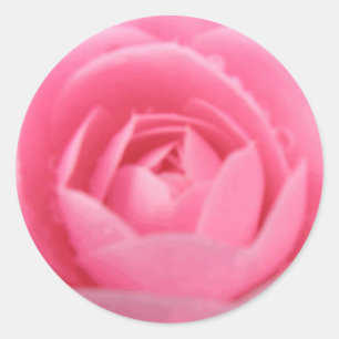 Aufkleber für hübsche Rosa Kamelien-Blume